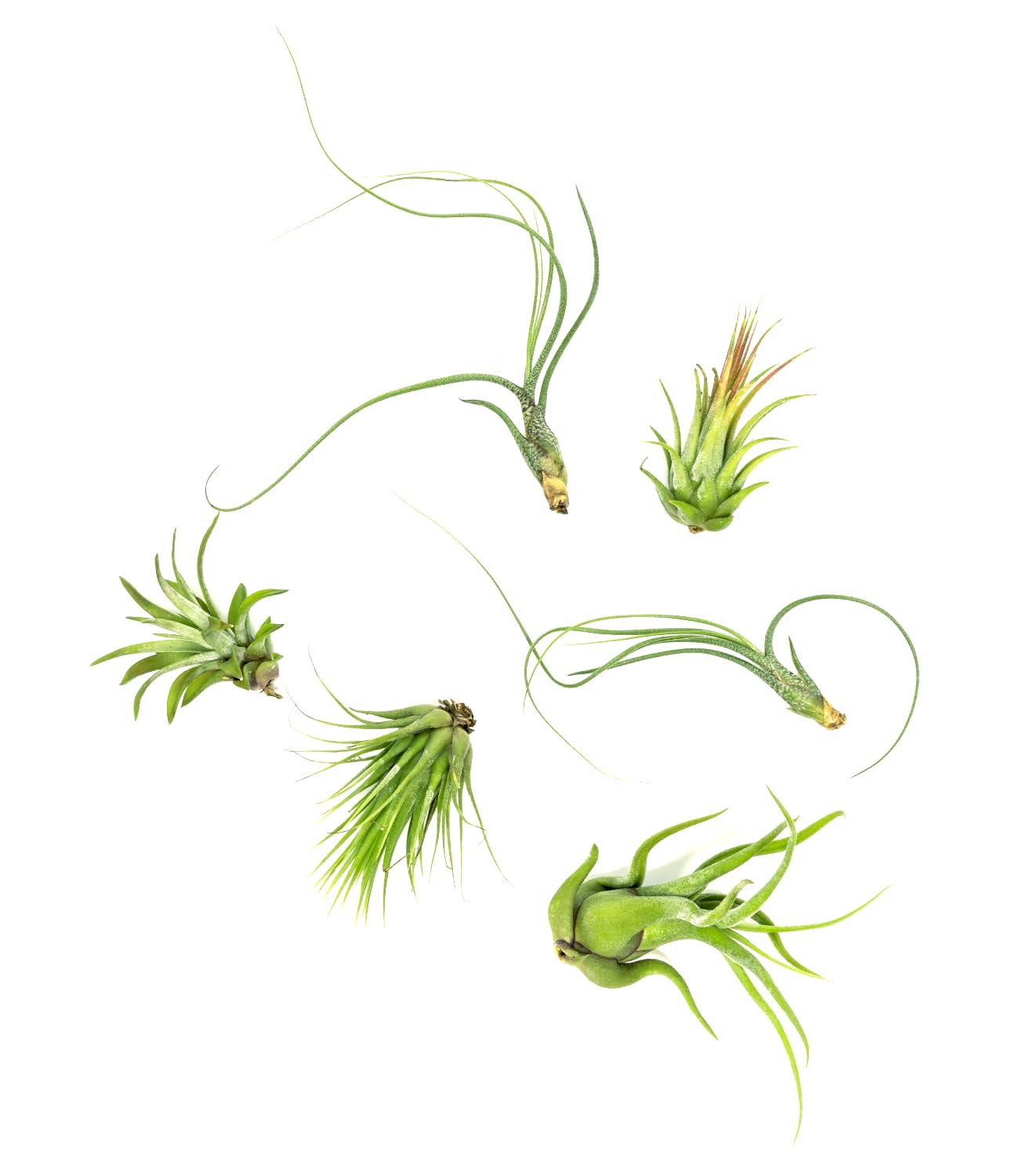 Tillandsia Air Plants Live Indoor Plants (12Pk), Airplants Variety Live Plant Kit, Tropical Plants Live Houseplants, Air Plant L