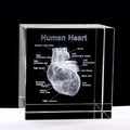 Xindam 3D Human Heart With Labels Anatomical Model Statue Paperweight(Laser Etched) In Crystal Glass Cube Science Gift (No Inclu