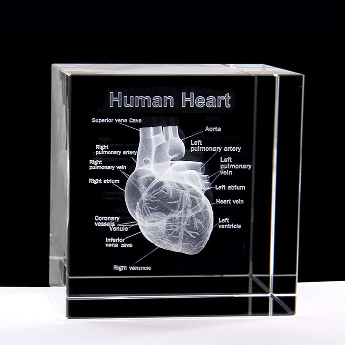 Xindam 3D Human Heart With Labels Anatomical Model Statue Paperweight(Laser Etched) In Crystal Glass Cube Science Gift (No Inclu