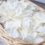 1500Pcs Dried Ivory White Hydrangea Flower Petals - 100% Natural Petals for Wedding, Party Confetti, Valentine's Day, Flower Gir