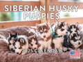Siberian Husky Puppy 2025 Calendar | American Made In The Usa