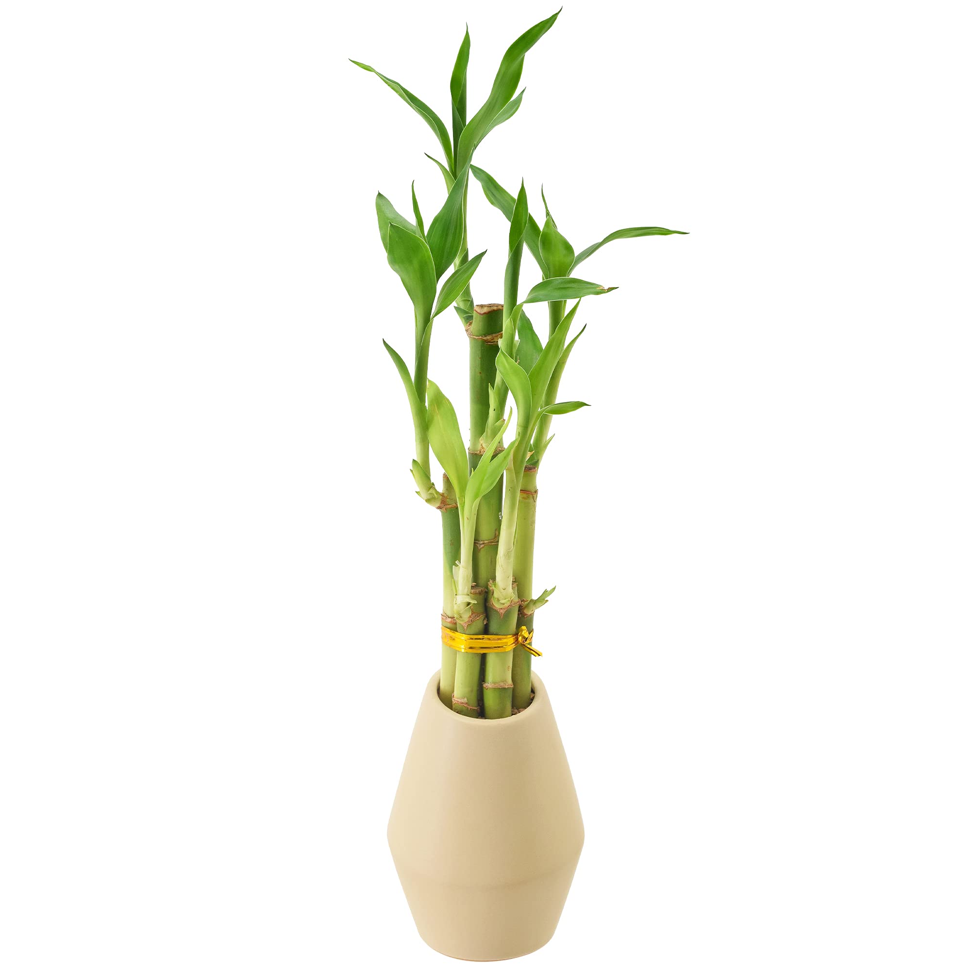 Arcadia Garden Products 5-Stem Lucky Bamboo, Live Indoor Plant In Dimension Ii Ceramic Planter For Home, Work, Or Gift, Tan ***C