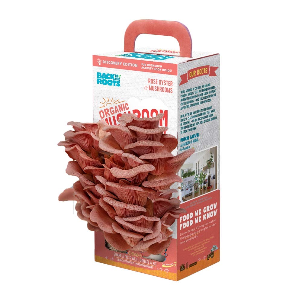 Back To The Roots Organic Pink Mushroom Grow Kit, Harvest Gourmet Mushrooms In 10 Days