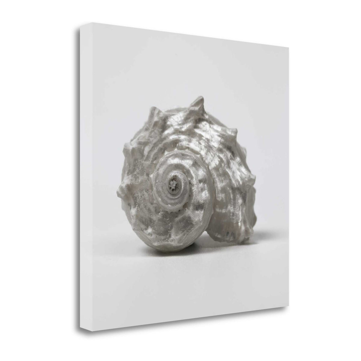 19' Contemporary Silver Seashell Print on Gallery Wrap Canvas Wall Art