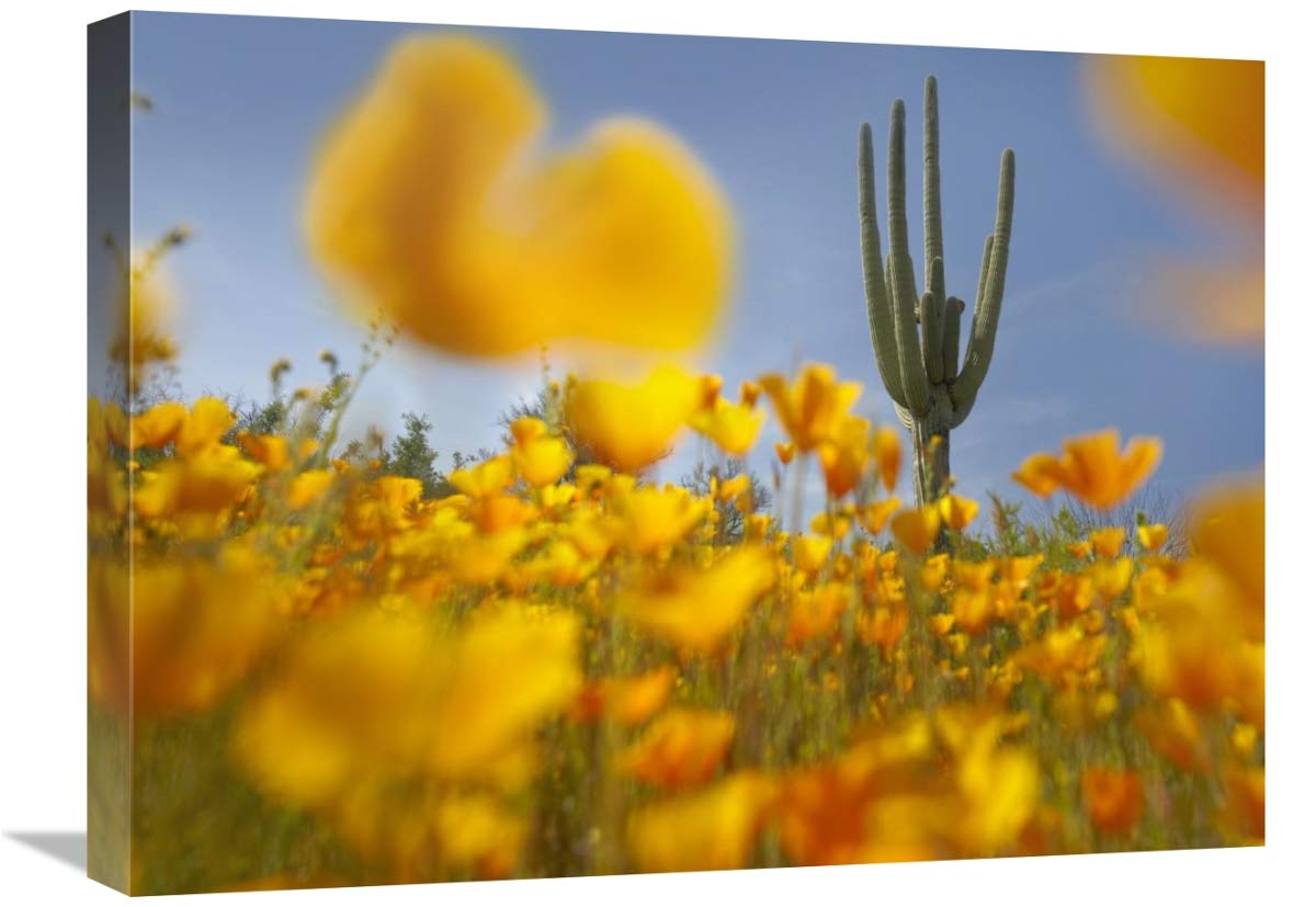 Global Gallery Saguaro Cactus and California Poppy Field at Gonzales Pass, Tonto National Forest, Arizona-Canvas Art-24 x18 