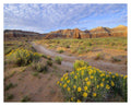 Global Gallery Wildflowers Growing Along Dirt Road, Temple Of The Moon, Capitol Reef National Park, Utahpaper Art37 Inch X30 Inch