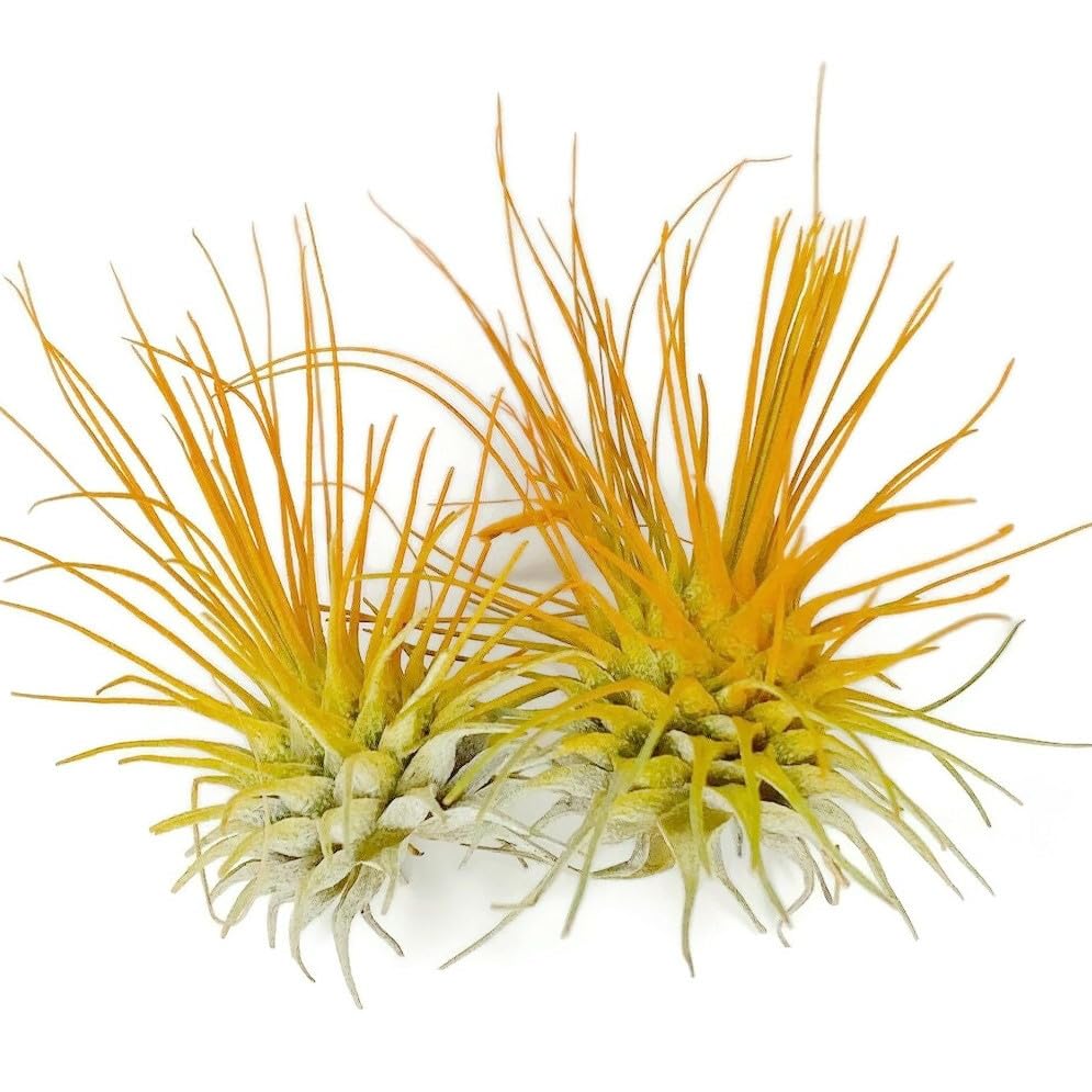 Thin Air Plant, Guatemala Tillandsia Live Airplant, Healthy Arrival Guaranteed, Great Indoor Plant, Home Decor & Gift (2 Orange)
