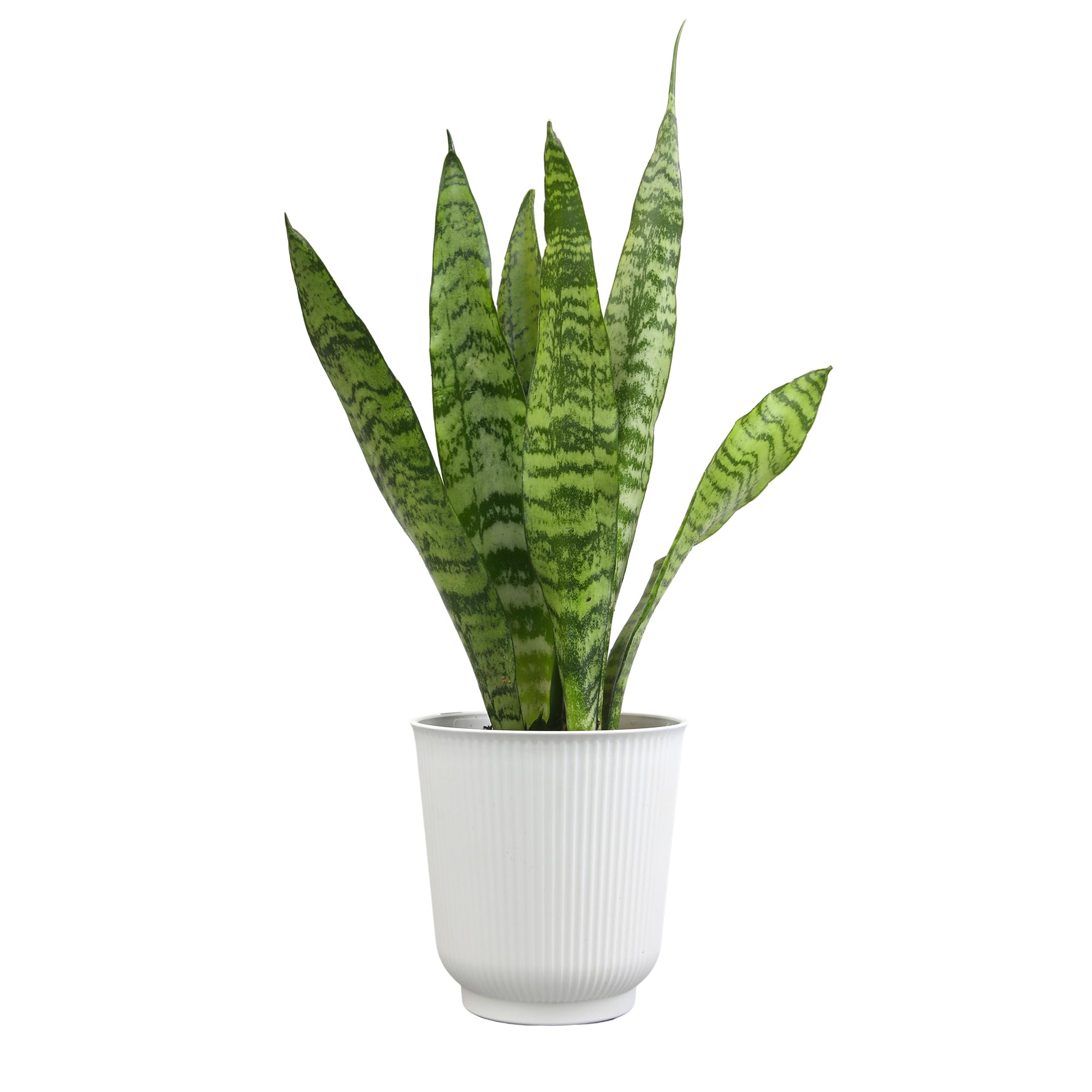 Altman Plants Variegated Snake Plant Decor, Sansevieria Zeylanica Snake Plants (Approx. 6' Tall) In White Planter, Air Purifyin