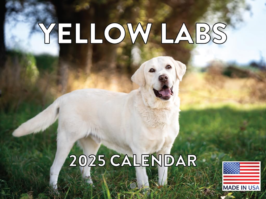 Yellow Lab Calendar 2025 Labrador Monthly Wall Calender 12 Month | American Made In The Usa