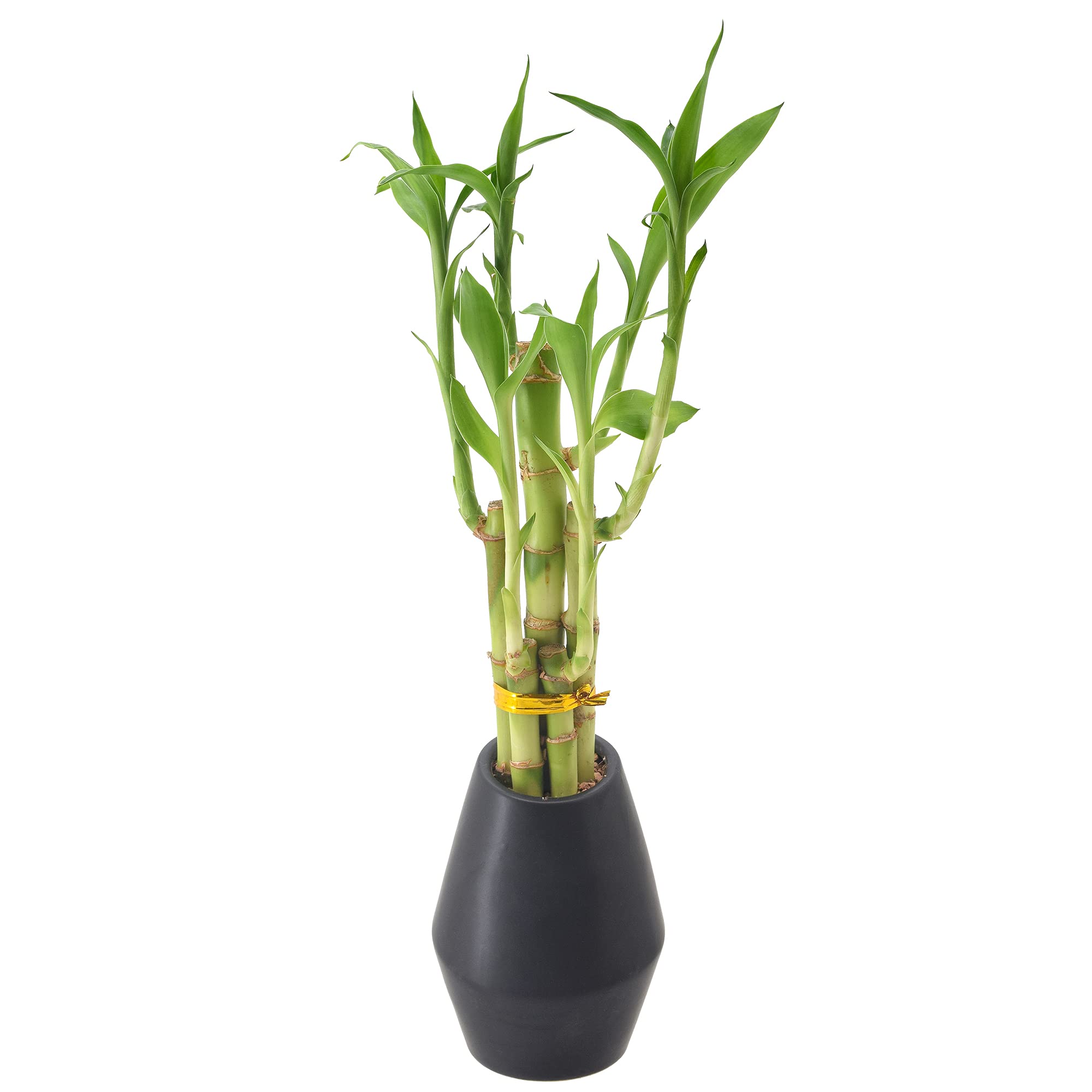 Arcadia Garden Products 5-Stem Lucky Bamboo, Live Indoor Plant In Dimension Ii Ceramic Planter For Home, Work, Or Gift, Black **