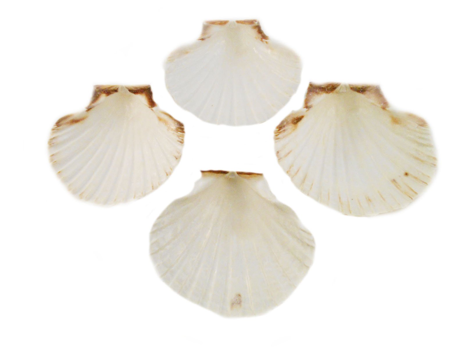 Set of 4 Large White Baking Scallop (3.5-4) Restaurant Quality Real Seashells Beach Wedding Coastal Crafts and Decor