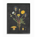 Stupell Industries Botanical Drawing Dandelion, Design by Artist Lettered and Lined Wall Art, 16 x 20, Black Framed
