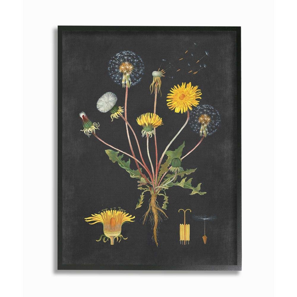Stupell Industries Botanical Drawing Dandelion, Design by Artist Lettered and Lined Wall Art, 16 x 20, Black Framed