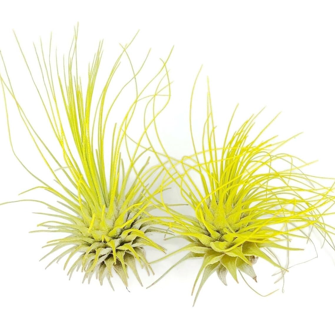 Thin Air Plant, Guatemala Tillandsia Live Airplant, Healthy Arrival Guaranteed, Great Indoor Plant, Home Decor & Gift (2 Yellow)