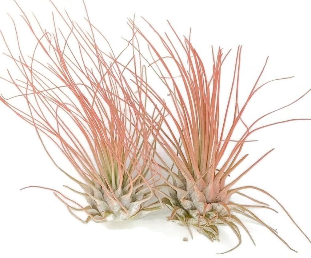 Thin Air Plant, Guatemala Tillandsia Live Airplant, Healthy Arrival Guaranteed, Great Indoor Plant, Home Decor & Gift (2 Peach)