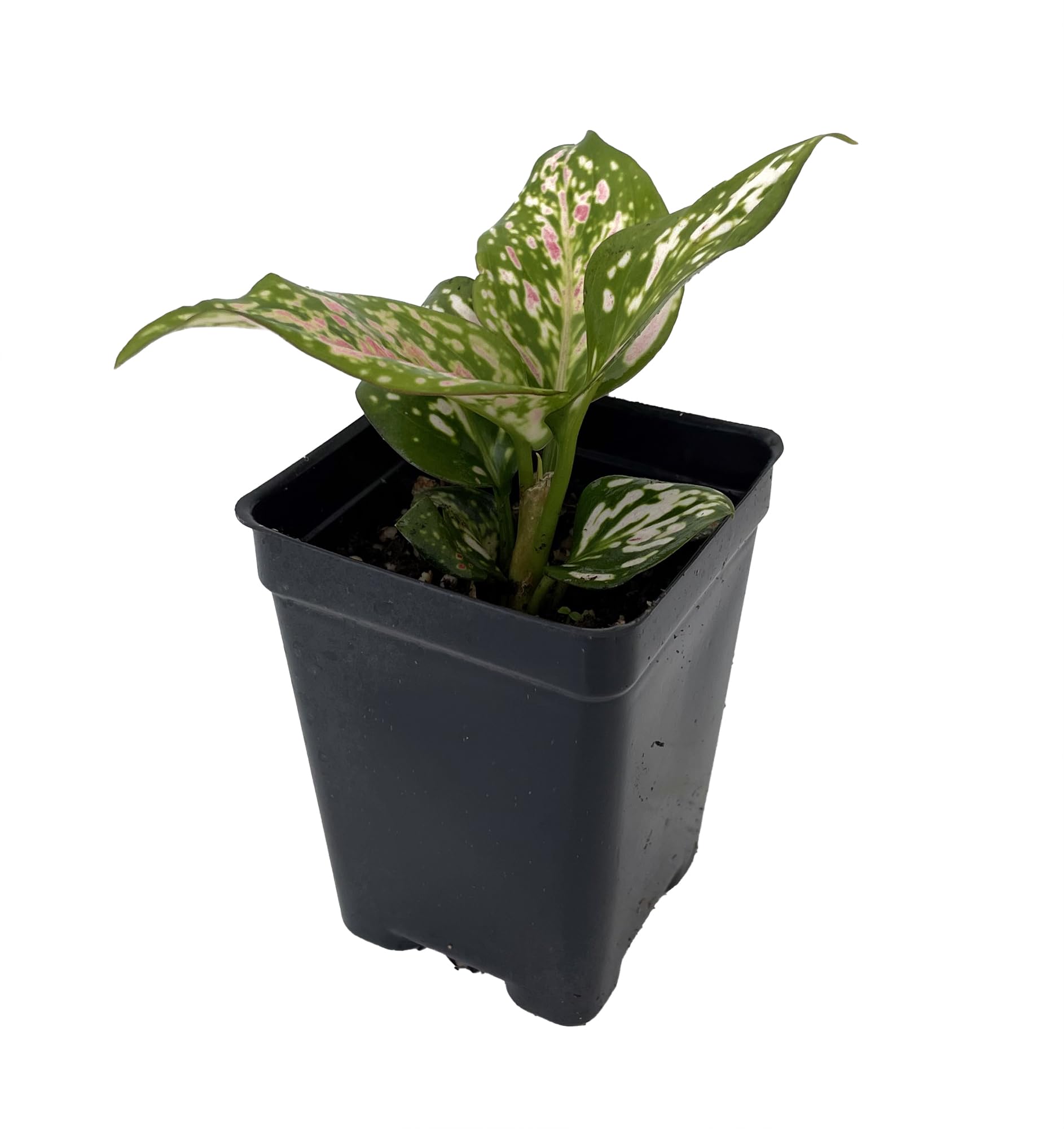 Wishes Chinese Evergreen Plant - Aglaonema - Low Light - 2.5' Pot