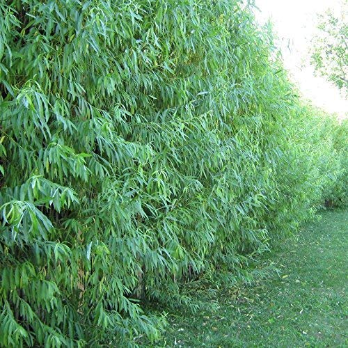 50 Hybrid Willow Trees -Fastest Growing Trees In The World - Austree Grow 10 Ft/Yr - 50 Live Tree Plants