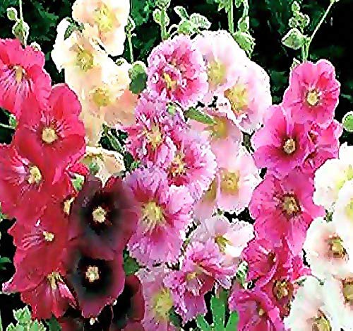 Myseedsco Big Pack - Hollyhock Single Mix Seed (3,000 Seeds) - Alcea Rosea Heirloom Seeds - White To Dark Red, Including Pink, Y