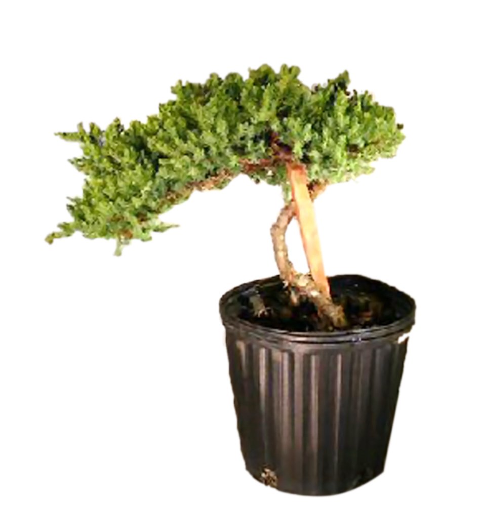 Bonsaiboy Pre Bonsai Juniper Bonsai Tree - Staked (Juniper Procumbens nana)