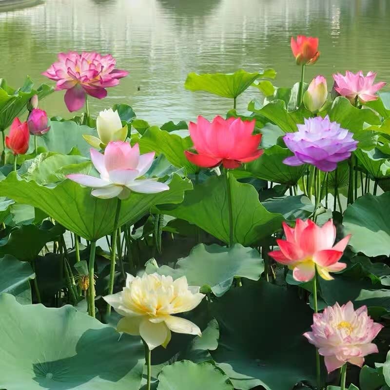 30+ Pcs Bonsai Bowl Lotus Seeds, Water Lily Flower Plant Seed Flowering Aquatic Fresh Garden Seeds For Pond Home Planting Orname