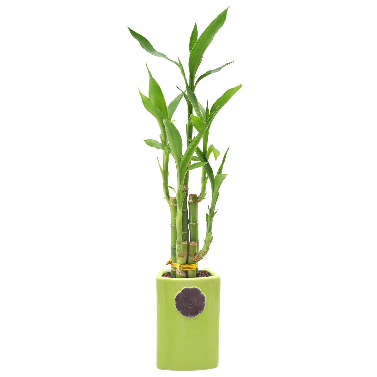 Arcadia Garden Products 5-Stem Lucky Bamboo, Live Indoor Plant In Contour Ii Ceramic Planter For Home, Work, Or Gift, Green ***C