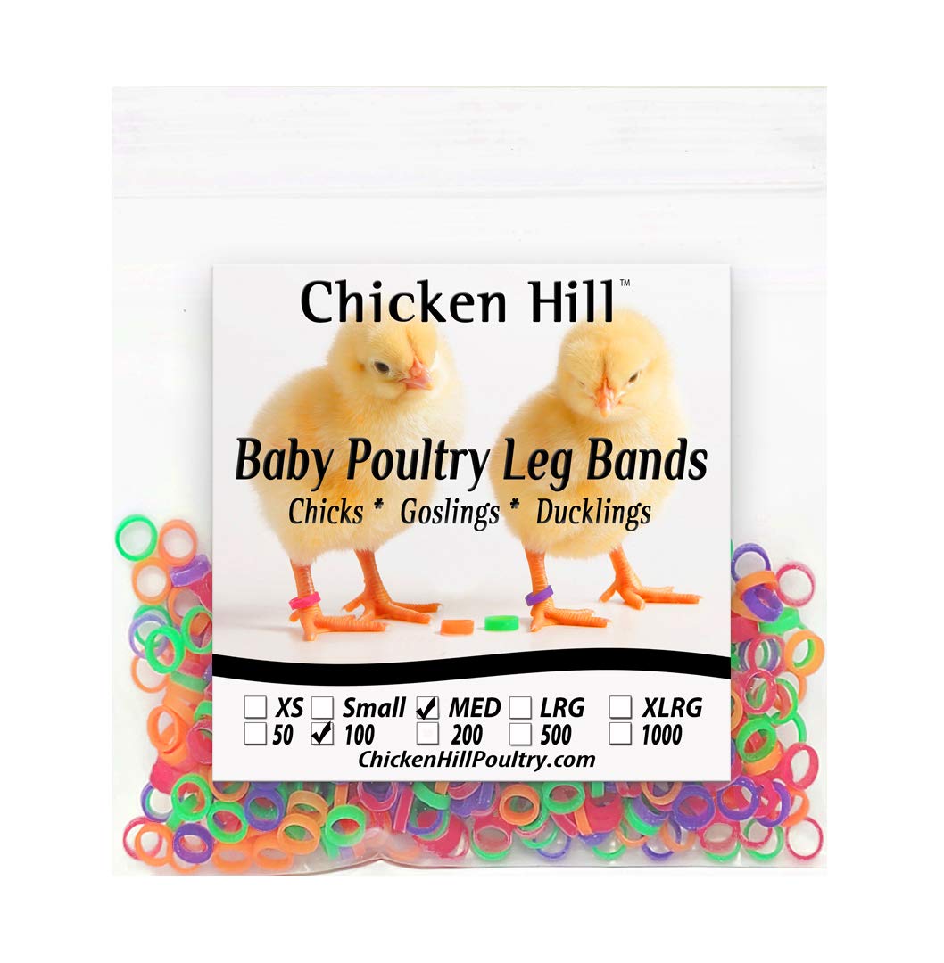 Baby Poultry Leg Bands 1/4' Medium Chick (100)