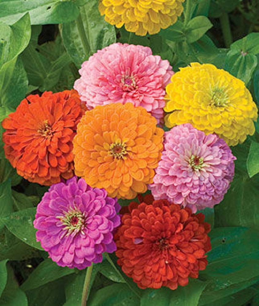 Zinnia - California Giant Mix - Bulk Pack 5,000 Seeds By Seeds2Go