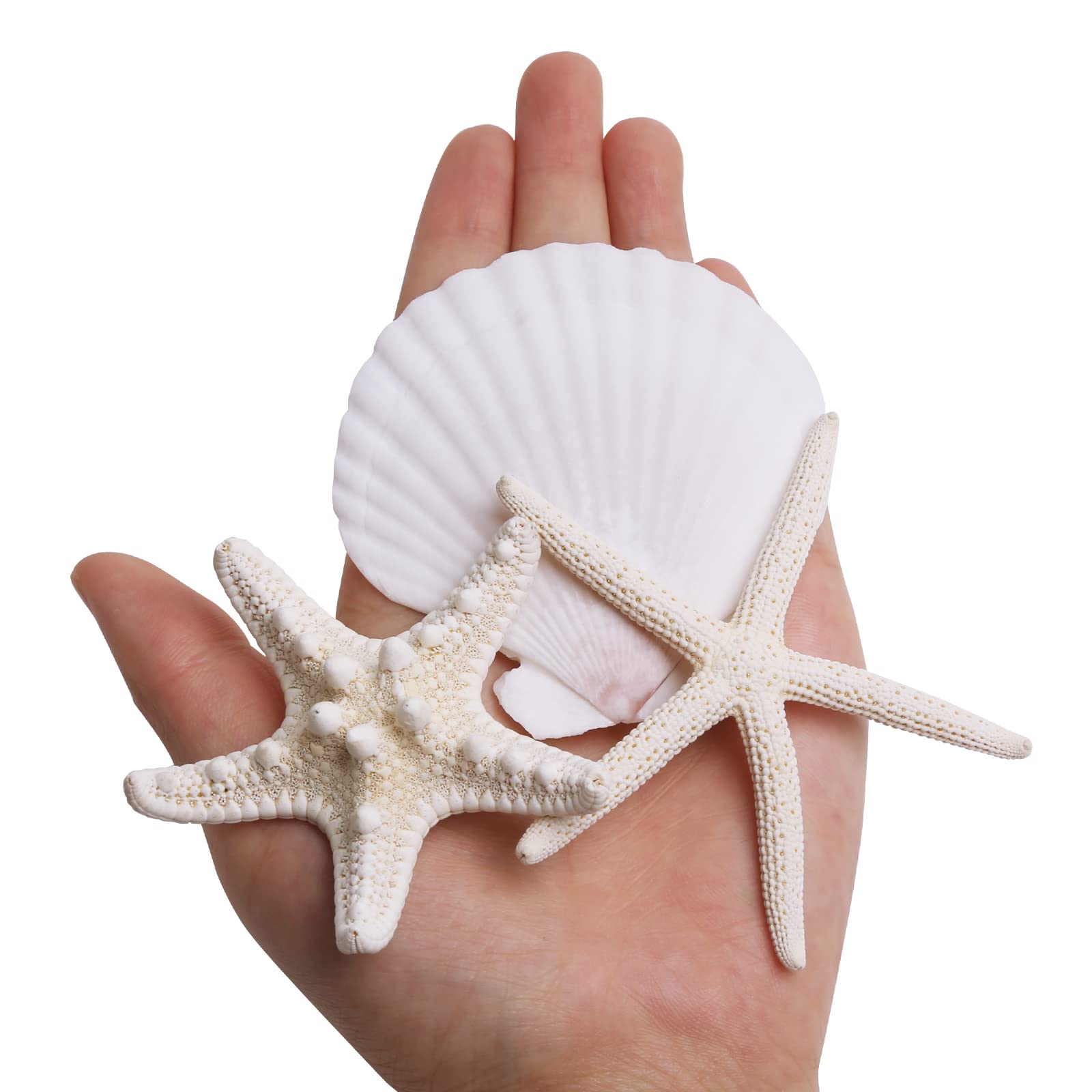 Jqaqju Starfish And Scallop Shells For Crafts 12Pcs, Large Seashells 3''-4'' Bulk Sea Shells For Decor Kids Beach Theme Party Pa