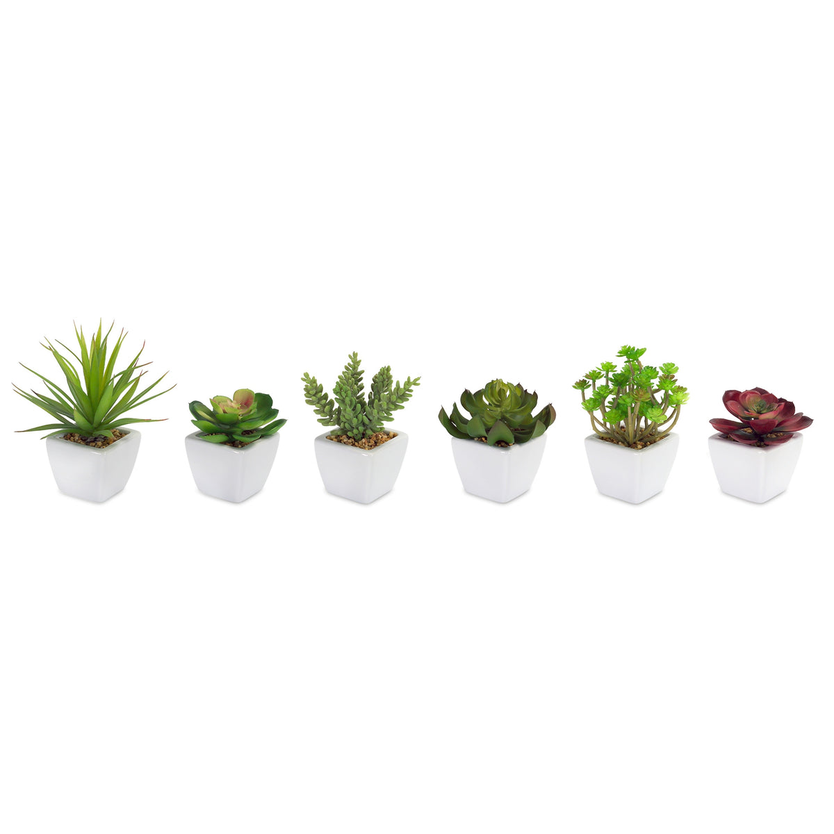 Potted Succulent (Set of 6)