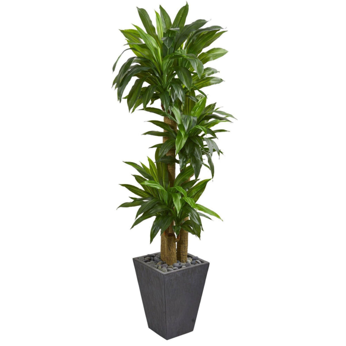 5.5 Cornstalk Dracaena Artificial Plant In Slate Planter (Real Touch)