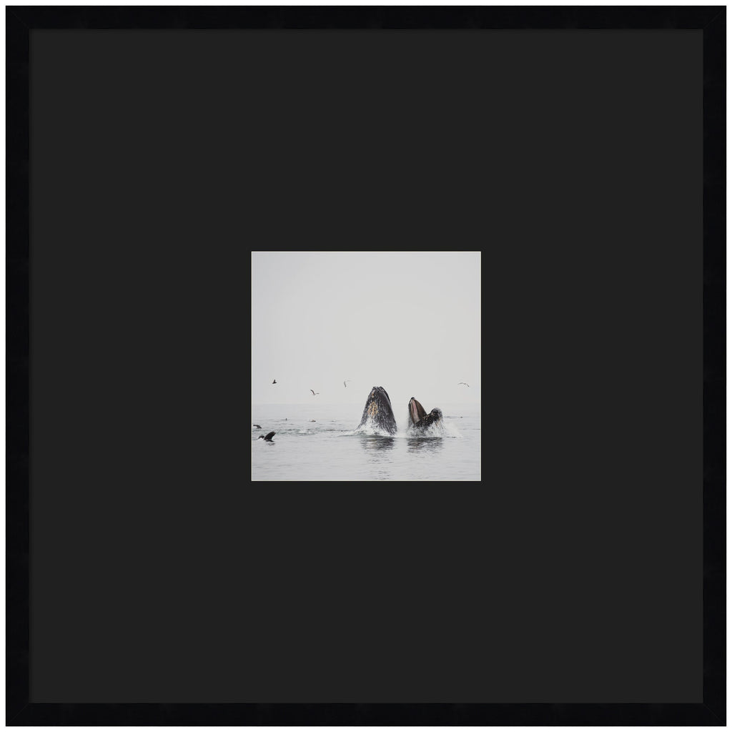 Humpback Whales No. 2 by Laura Evans Framed Wall Art Print Matted