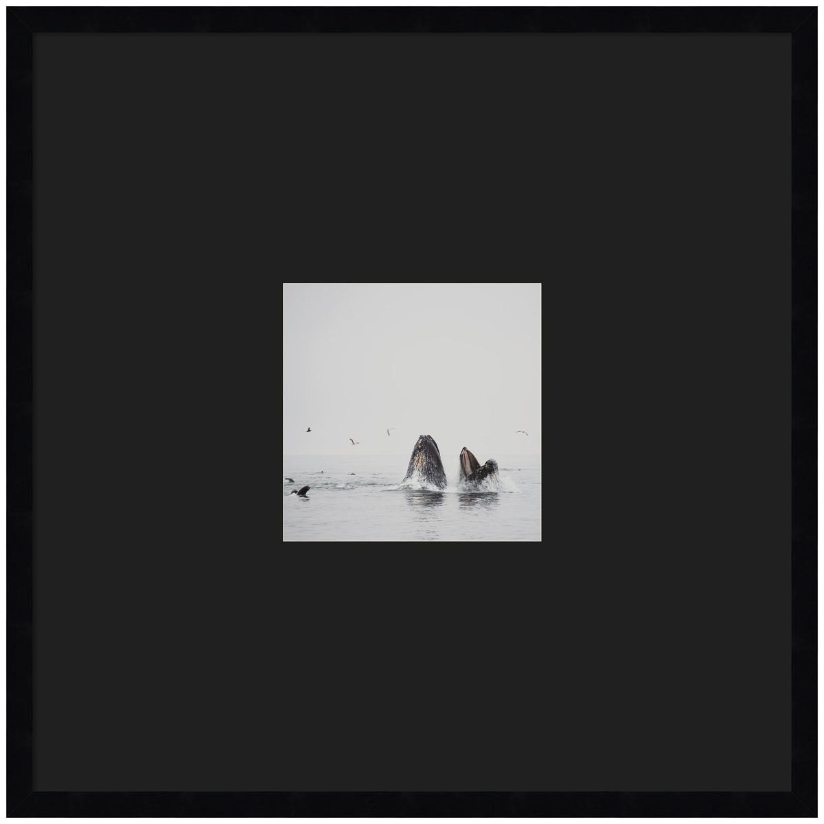Humpback Whales No. 2 by Laura Evans Framed Wall Art Print Matted