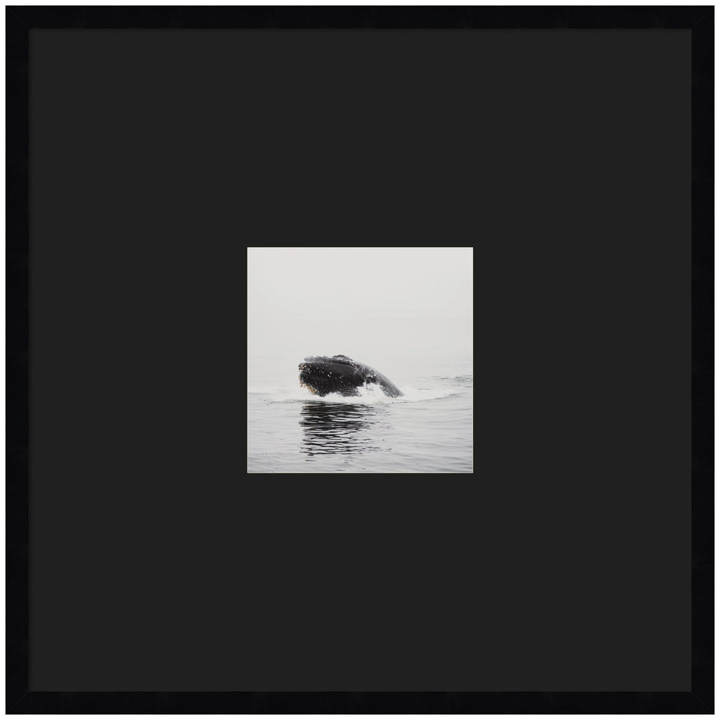 Humpback Whale No. 4 by Laura Evans Framed Wall Art Print Matted
