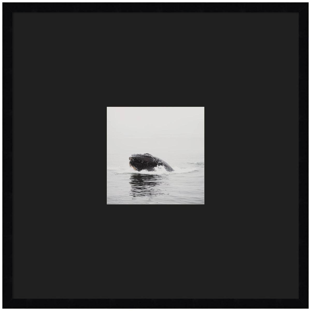 Humpback Whale No. 4 by Laura Evans Framed Wall Art Print Matted