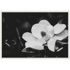 Sylvie Magnolias Framed Canvas by Alicia Abla