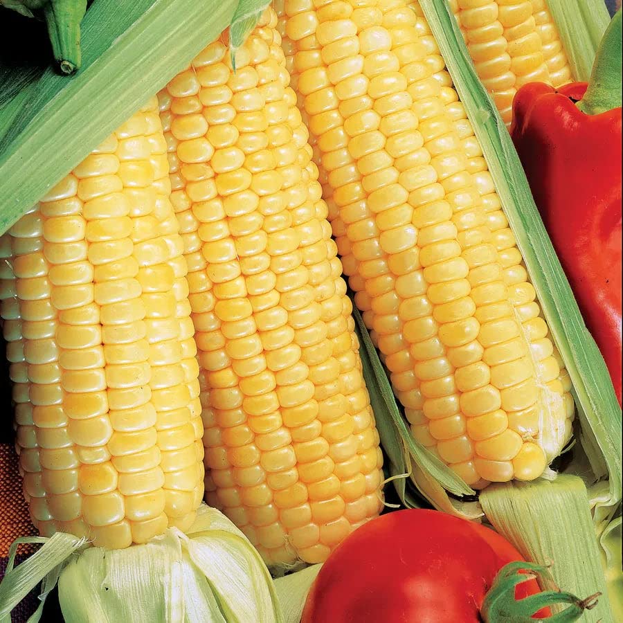 Park Seed Sugar Buns Hybrid Corn Seeds, Delicious Sweet Corn, 2 Pack, 200 Seeds Each Pack