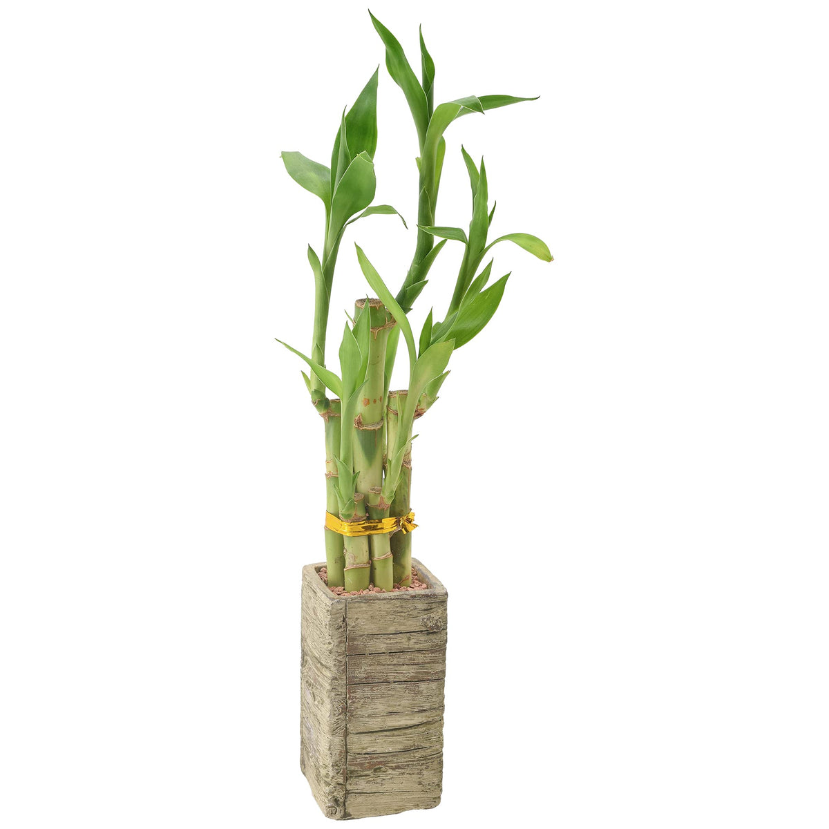 Arcadia Garden Products Lv24 5-Stem Lucky Bamboo, Live Indoor Plant In Aged Wood Planter For Home, Work, Or Gift, Medium ***Cann