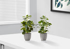 Monarch Specialties I 9558 Artificial Plant, 14' Tall, Ficus, Set of 2, Decorative, Green Leaves, Grey Pots