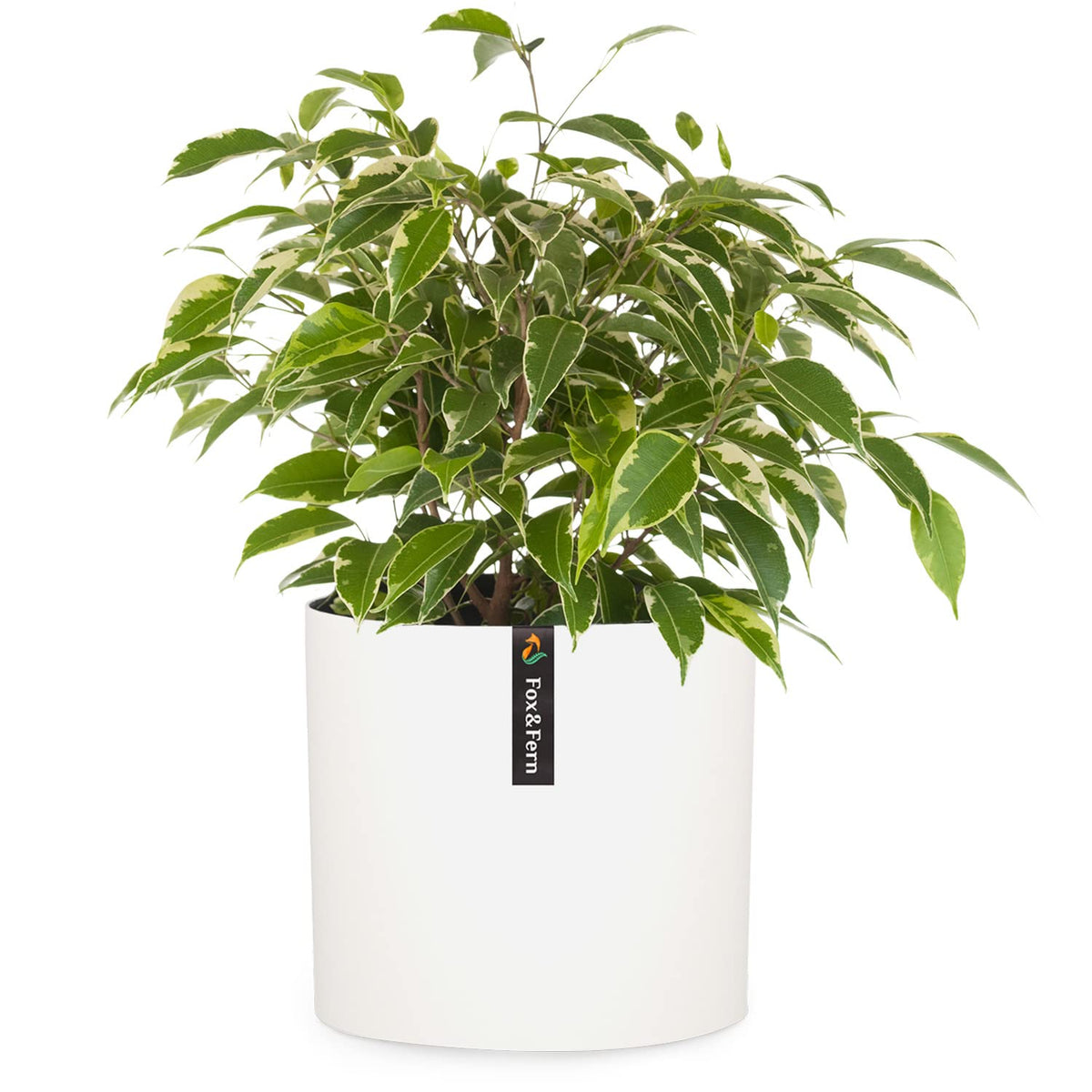 Fox & Fern Flower Pot, 10 Inch Plant Pots Indoor, White Planters For Indoor Plants - Fits Mid Century Modern Plant Stand - Drain