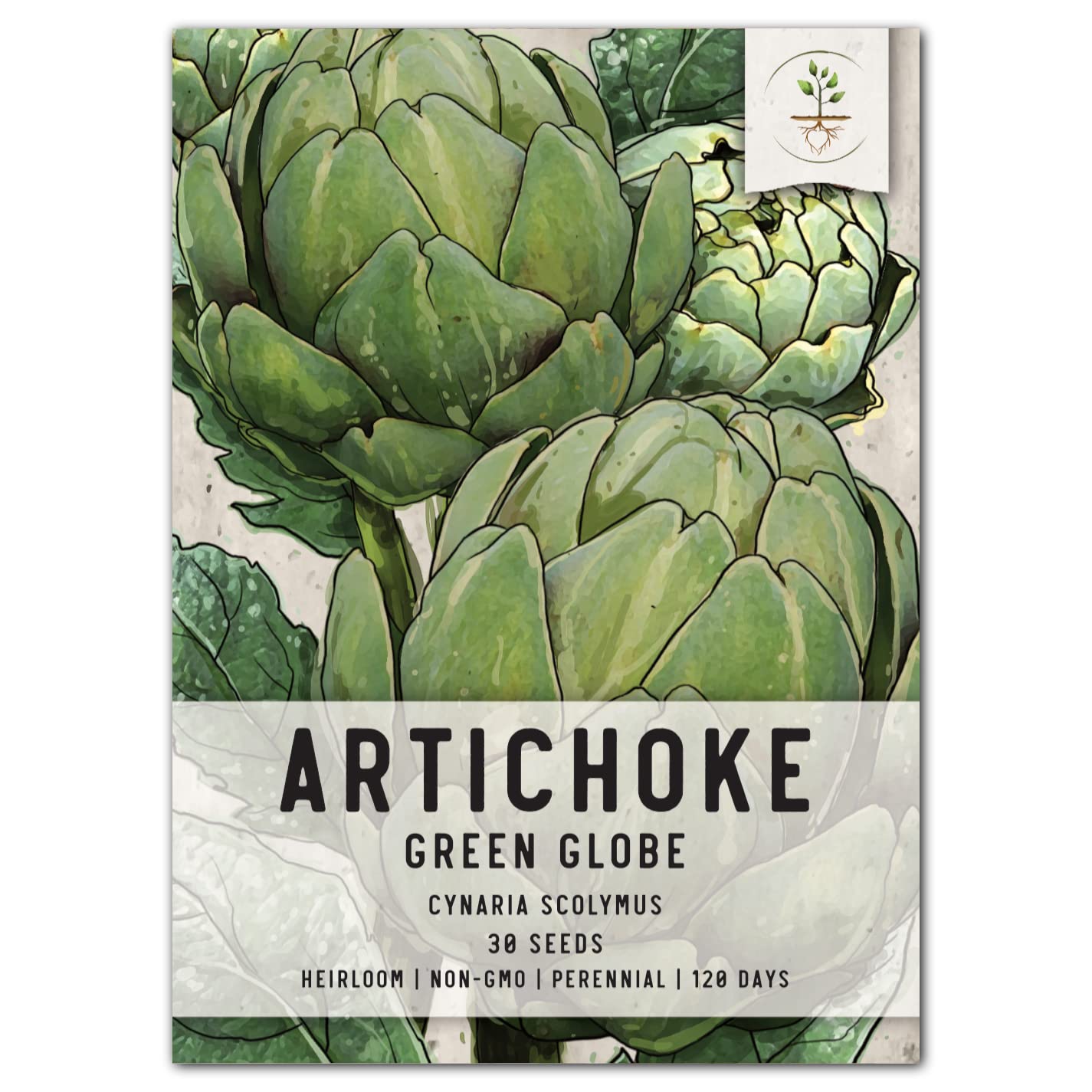 Seed Needs, Green Globe Artichoke Seeds - 30 Heirloom Seeds For Planting Cynaria Scolymus - Non-Gmo & Untreated (1 Pack)