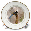 3dRose cp_11560_1 Beautiful Dragonfly Porcelain Plate, 8