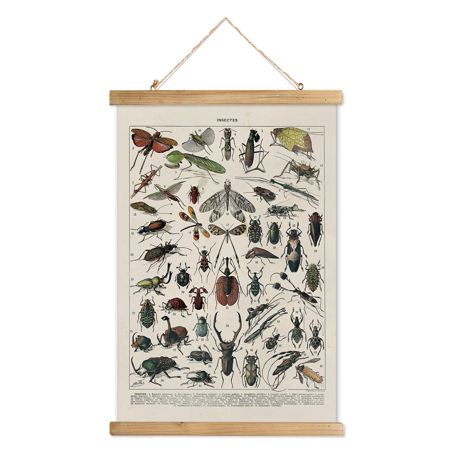 XIAOAIKA Vintage Entomology Poster - Illustrated Insect Species Chart with Wooden Frame - Educational Bug Identification Wall Ar