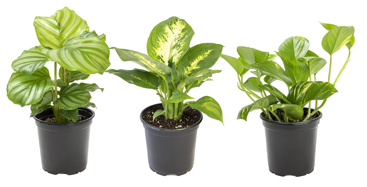 Essential Houseplant Collection (3Pk) Live Plants Indoor Plants Live Houseplants In Plant Pots, Easy House Plants Indoors Live,