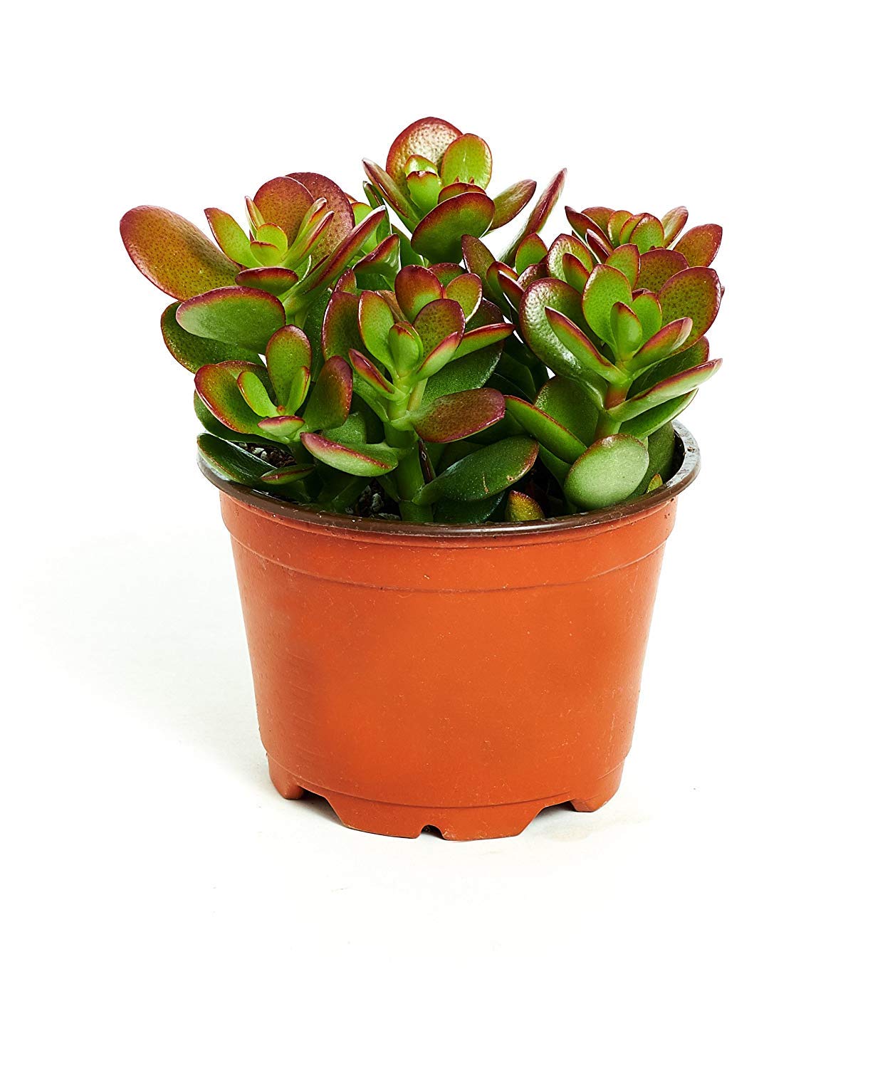 Shop Succulents | Crassula Ovata 'Jade Live House Plant, Hand Selected For Health, Size & Readiness In 4' Grower Pot,