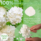 1500Pcs Dried Ivory White Hydrangea Flower Petals - 100% Natural Petals For Wedding, Party Confetti, Valentine'S Day, Flower Gir