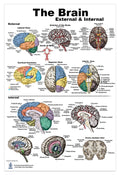 Blue Tree Publishing Inc., Brain Charts (Brain Poster L)