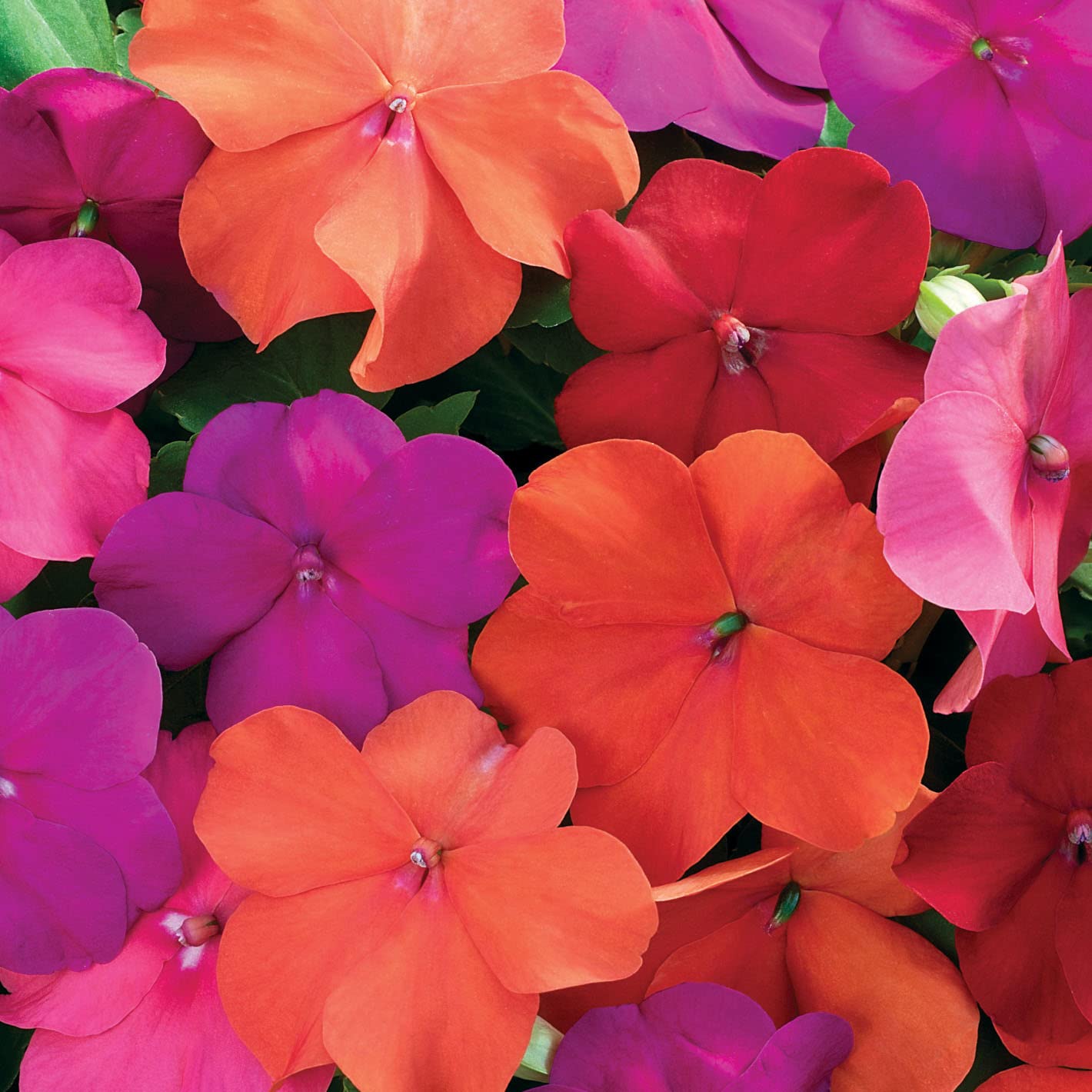 Outsidepride Impatiens Xtreme Tango Shade Garden Flower Plants For Pots, Hanging Baskets, Containers, Window Boxes - 200 Seeds