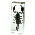 Realbug Black Scorpion Paperweight (4.4X1.6X1.1)