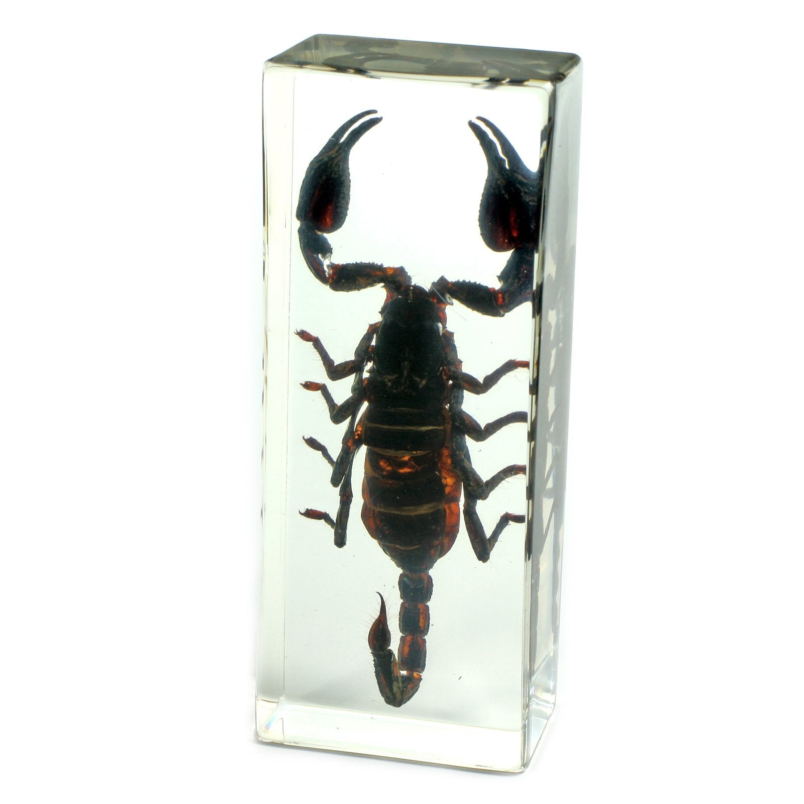 Realbug Black Scorpion Paperweight (4.4X1.6X1.1)