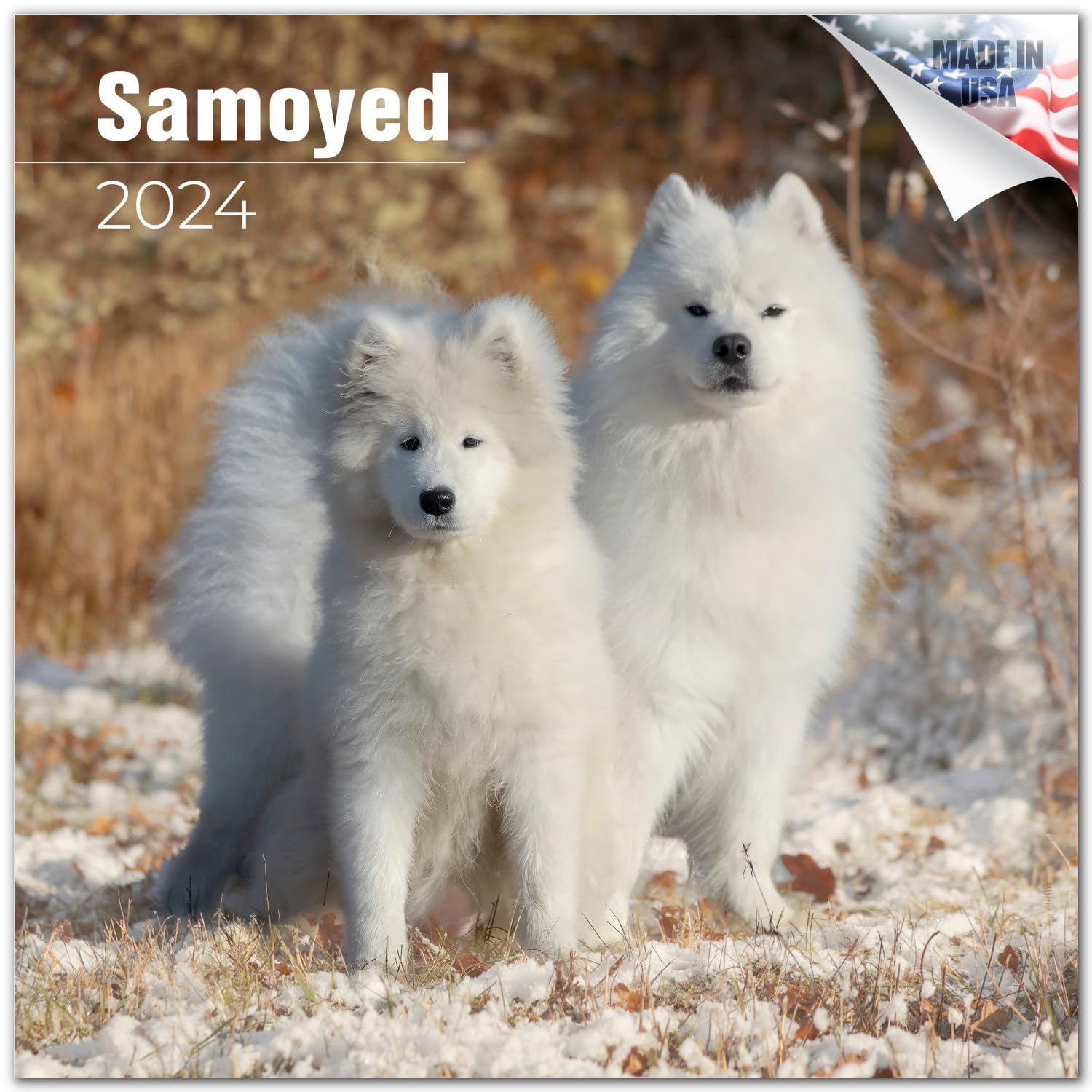 2023 2024 Samoyed Calendar - Dog Breed Monthly Wall Calendar - 12 X 24 Open - Thick No-Bleed Paper - Giftable - Academic Teacher